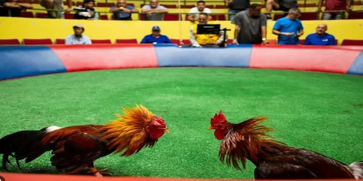 Mẹo chơi đá gà 8KBET hướng dẫn hội viên đầu tư thông thái